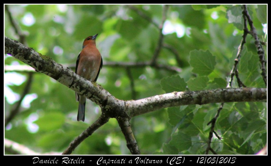 Fringilla coelebs - Capriati a Volturno (CE)
